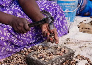 The Story of the humble Soap Berry